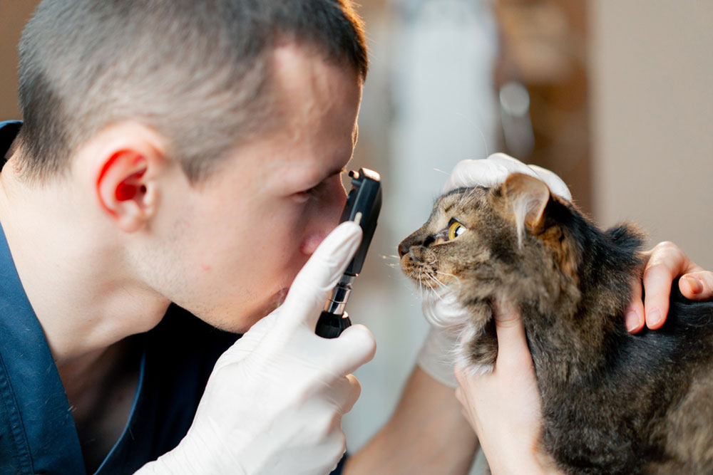Cat receiving an eye health check at a veterinary clinic, supporting feline vision care