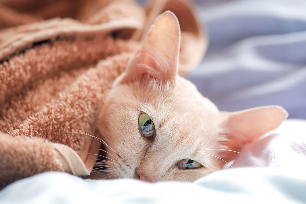 Cat resting comfortably under a soft blanket, depicting cozy pet recovery and home care