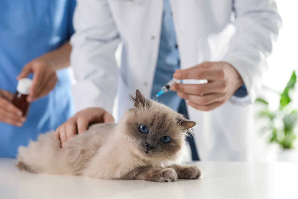 Veterinarians administering a close-up cat vaccination at an animal clinic