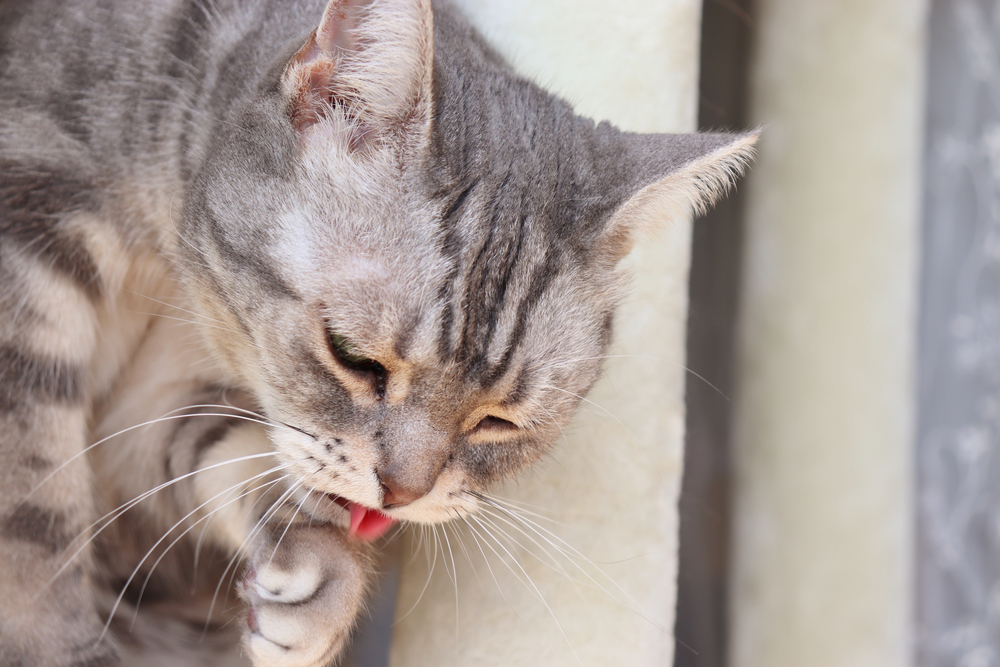 Sick cat showing signs of nausea and vomiting, a common feline health concern for pet owners