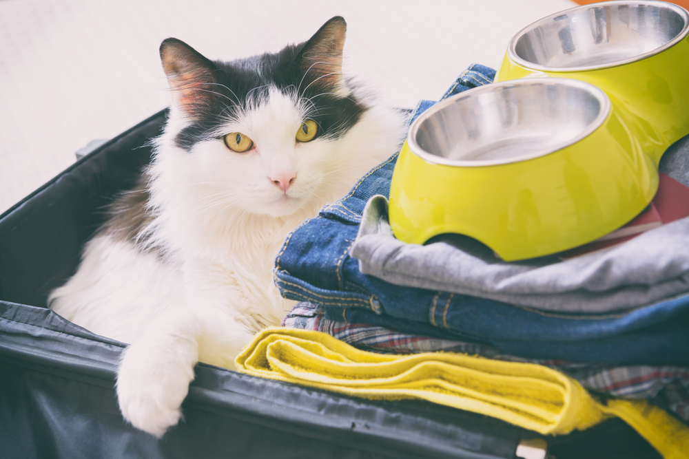 Cat sitting inside a suitcase or bag, representing comfortable at-home pet care and travel tips