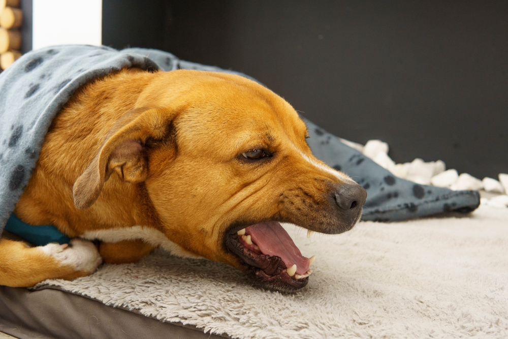 Dog resting on a bed with a blanket, showing signs of coughing or respiratory illness in pets