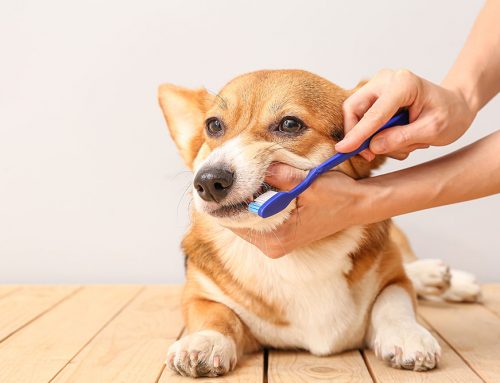 Keeping Your Pet’s Teeth Healthy at Home: Brushes, Wipes, Gels, and What Actually Works