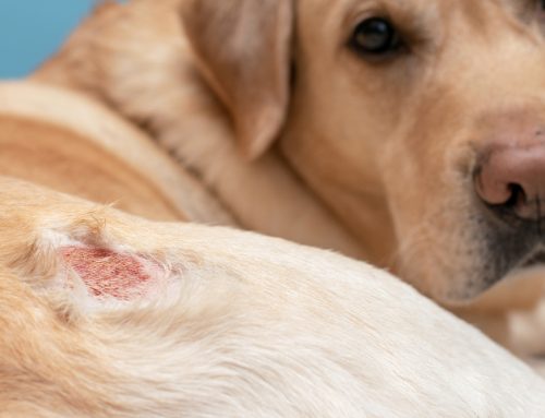 When Do Pet Allergies Need Urgent Care?