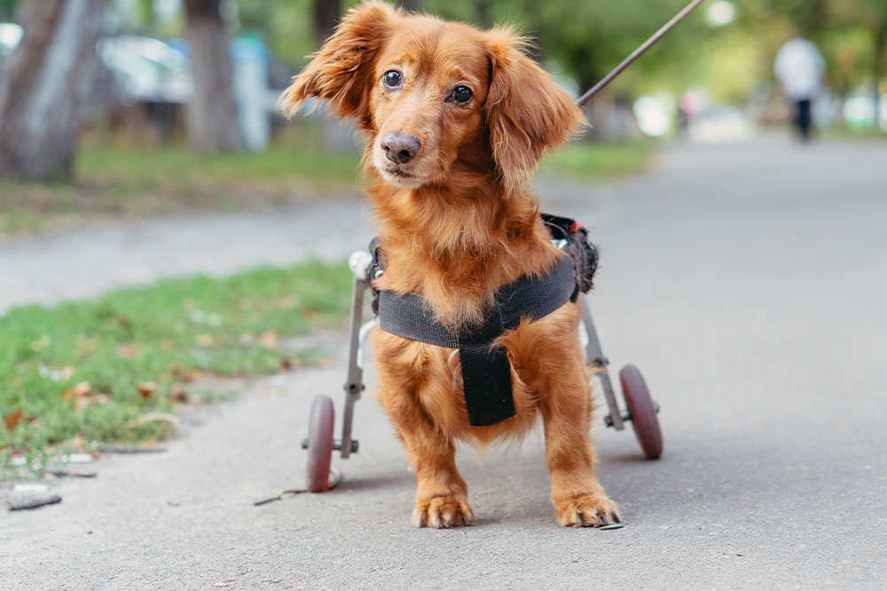 A long-haired dachshund using a mobility wheelchair on a paved path.