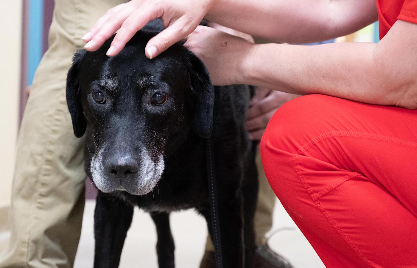 Echocardiography cardiac ultrasound diagnostic service for pets at Wales Animal Clinic