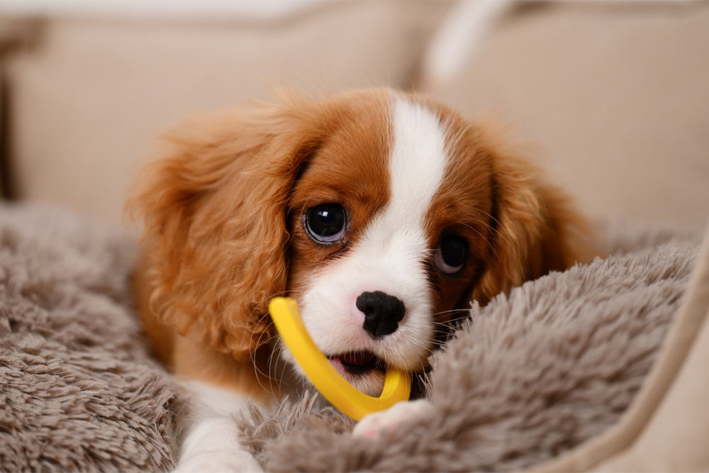 Happy dog smiling with tongue out, healthy and playful pet care at Wales Animal Clinic