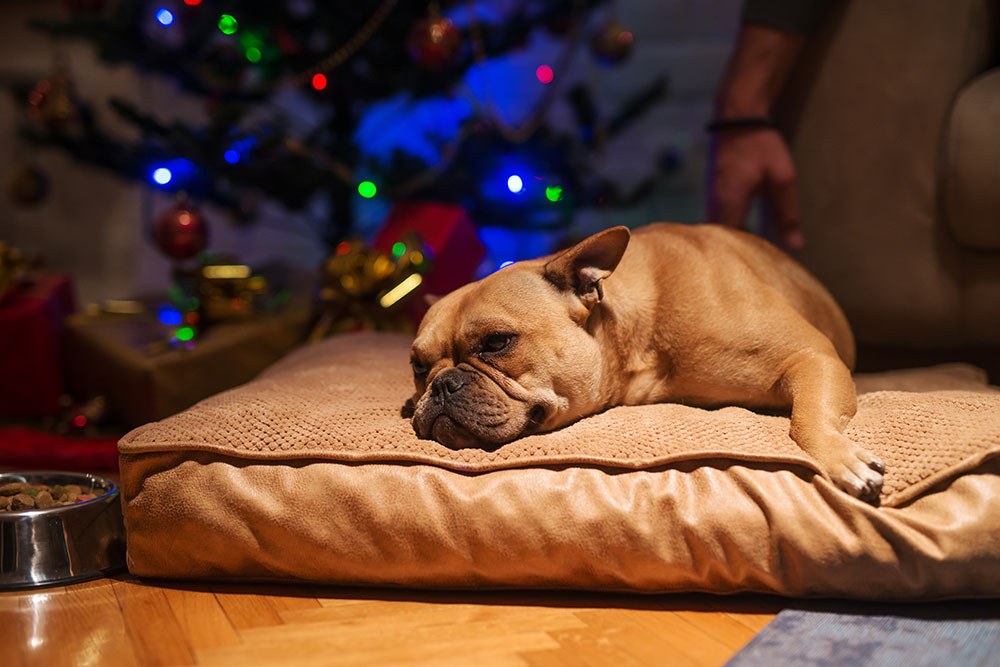 Pet snoozing cozily during the holidays, a festive and heartwarming animal rest scene