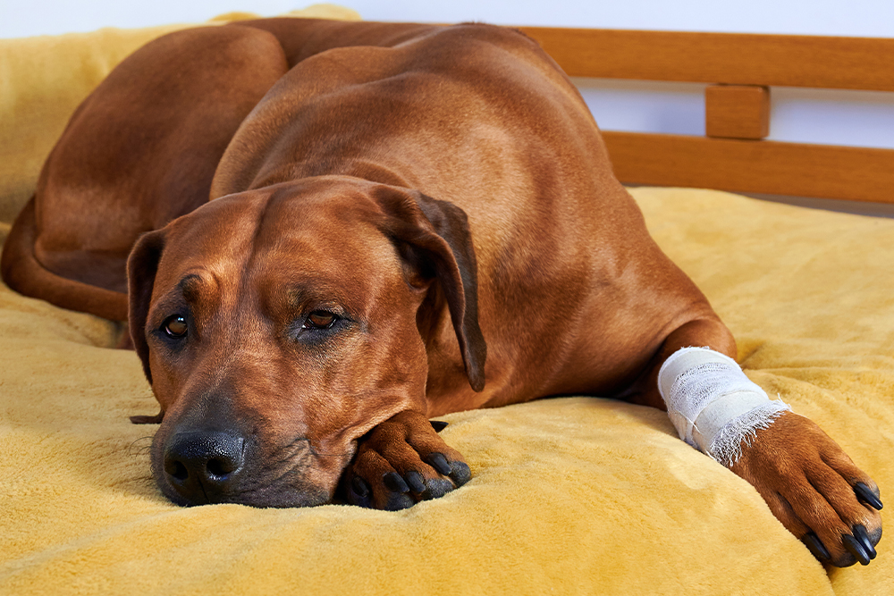 Injured dog resting and recovering, representing urgent and rehabilitation pet care services