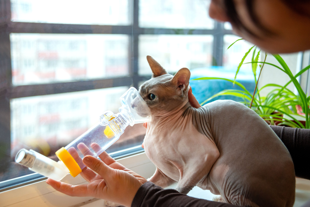 Young woman bonding with her Sphynx cat, highlighting the importance of pet care and connection