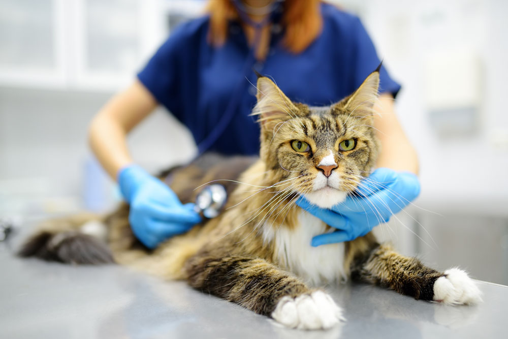 Veterinarian providing attentive healthcare to a pet during a wellness exam