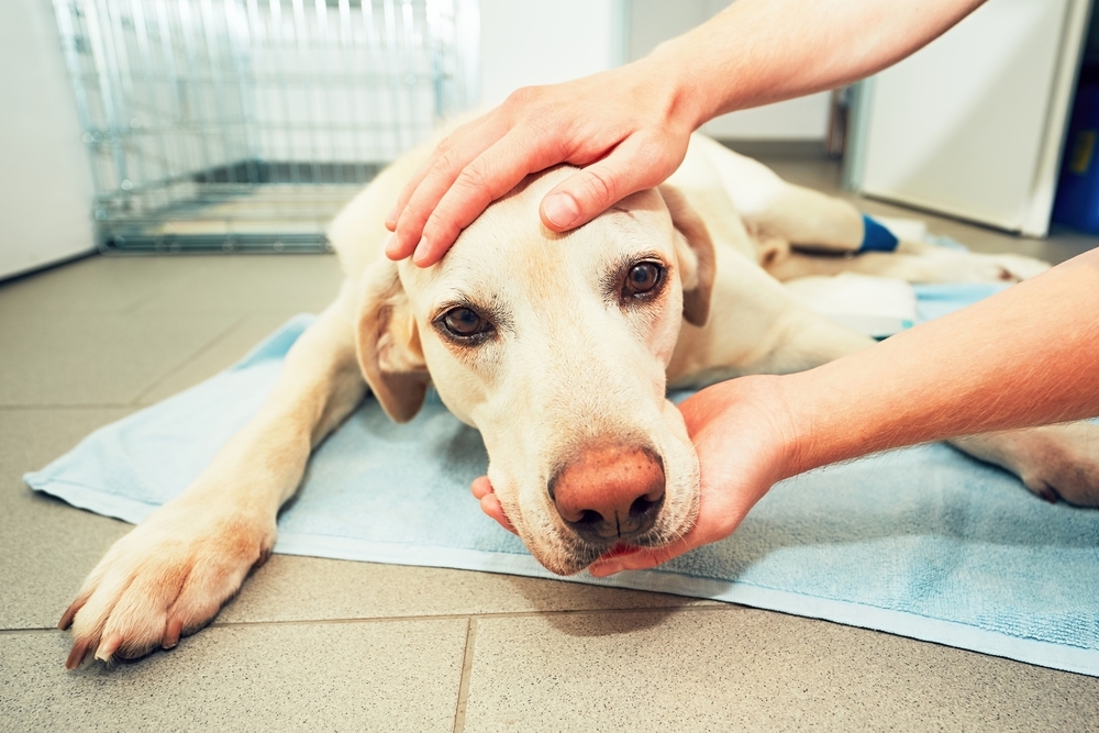 Dog awakening from anesthesia on a veterinary clinic operating table after tumor surgery.
