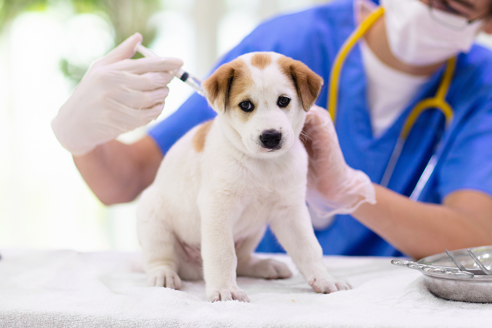 Veterinarian administering a vaccine to a puppy during a wellness visit