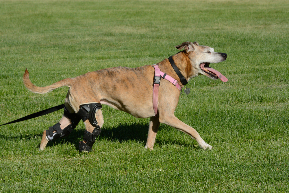Happy dog walking confidently forward with a resilient stride outdoors, showing joy and recovery.