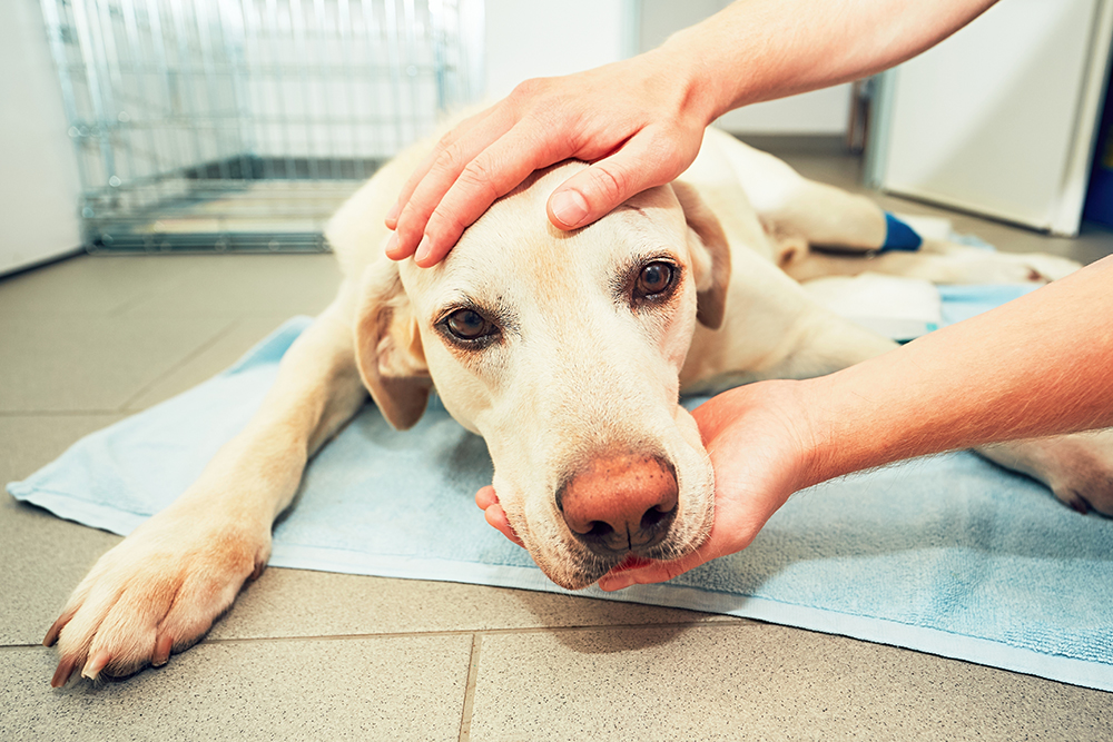 Veterinarian gently comforting a dog during a veterinary visit at an animal clinic