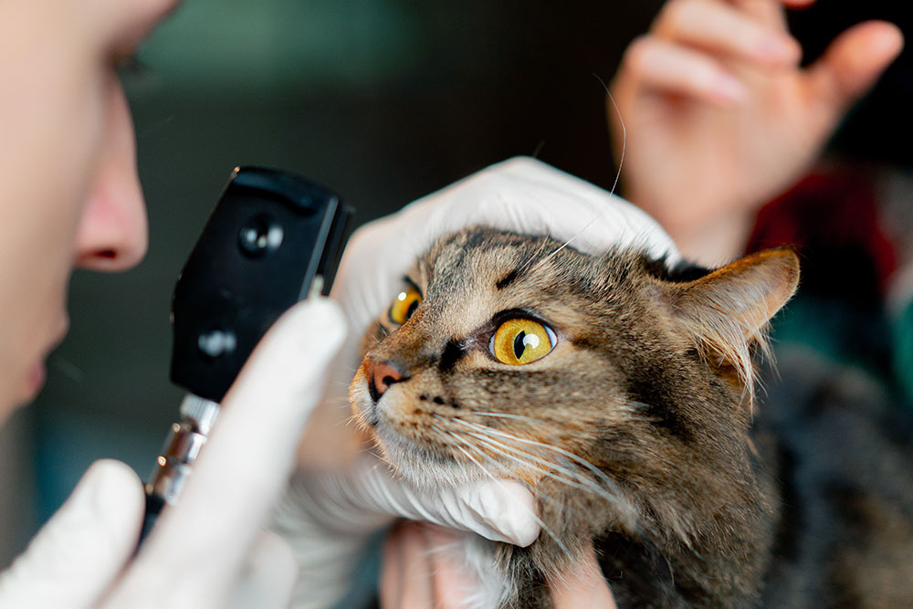 A veterinarian uses an ophthalmoscope to examine the eye of a tabby cat held by gloved hands.