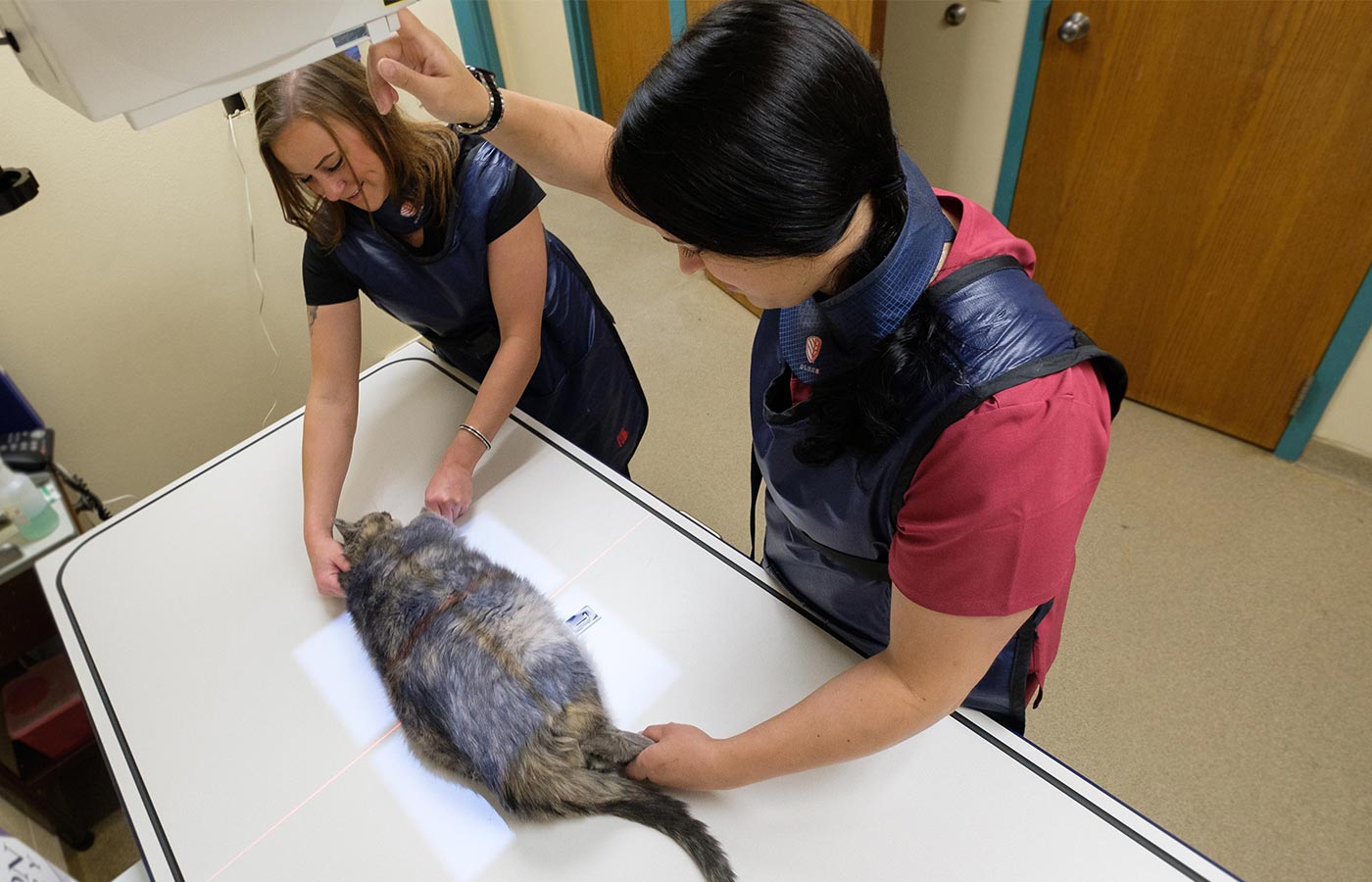Veterinary digital X-ray imaging equipment used for pet diagnostics at Wales Animal Clinic