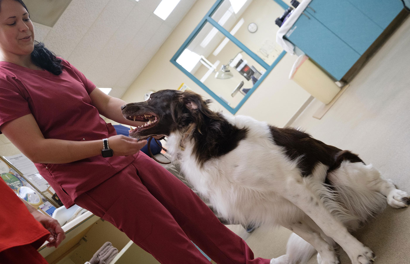 Veterinary team member assessing pet behavior during a consultation at Wales Animal Clinic
