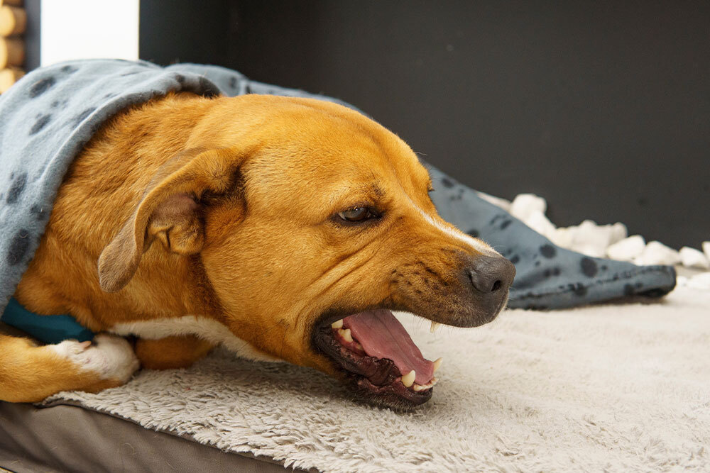 Brown dog yawning while lounging on a bed, showing relaxed pet behavior