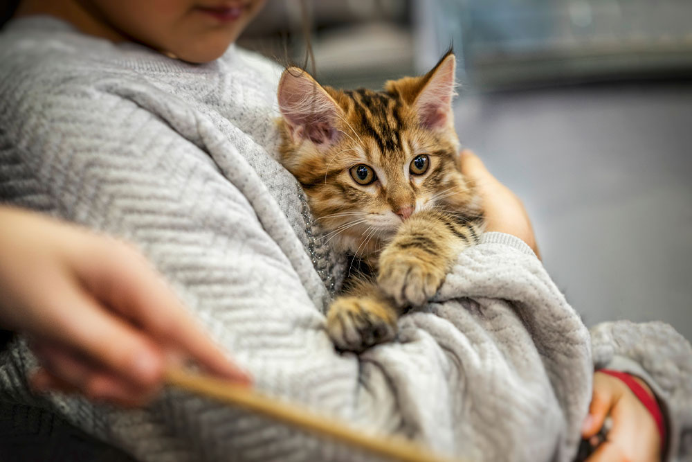 Child gently holding a young kitten, representing new pet care and kitten wellness services