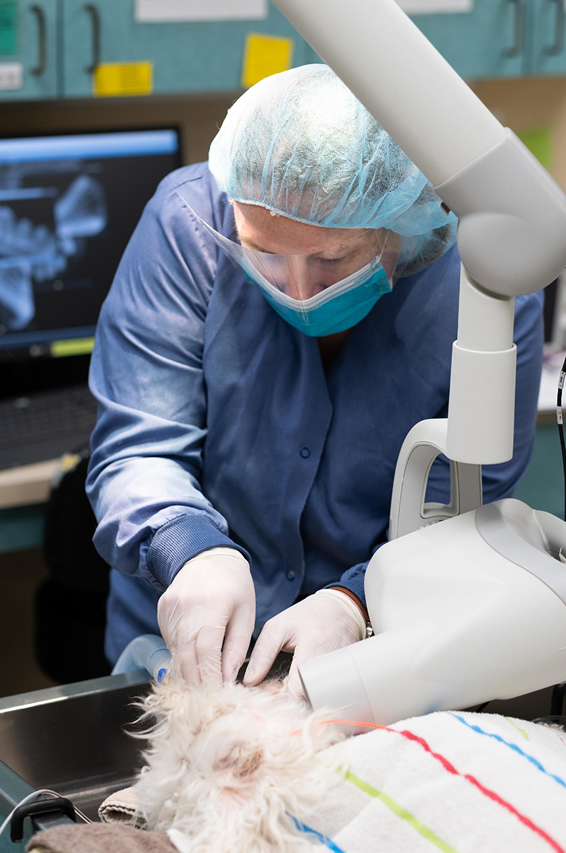 Veterinarian performing a professional dental cleaning on a pet at Wales Animal Clinic