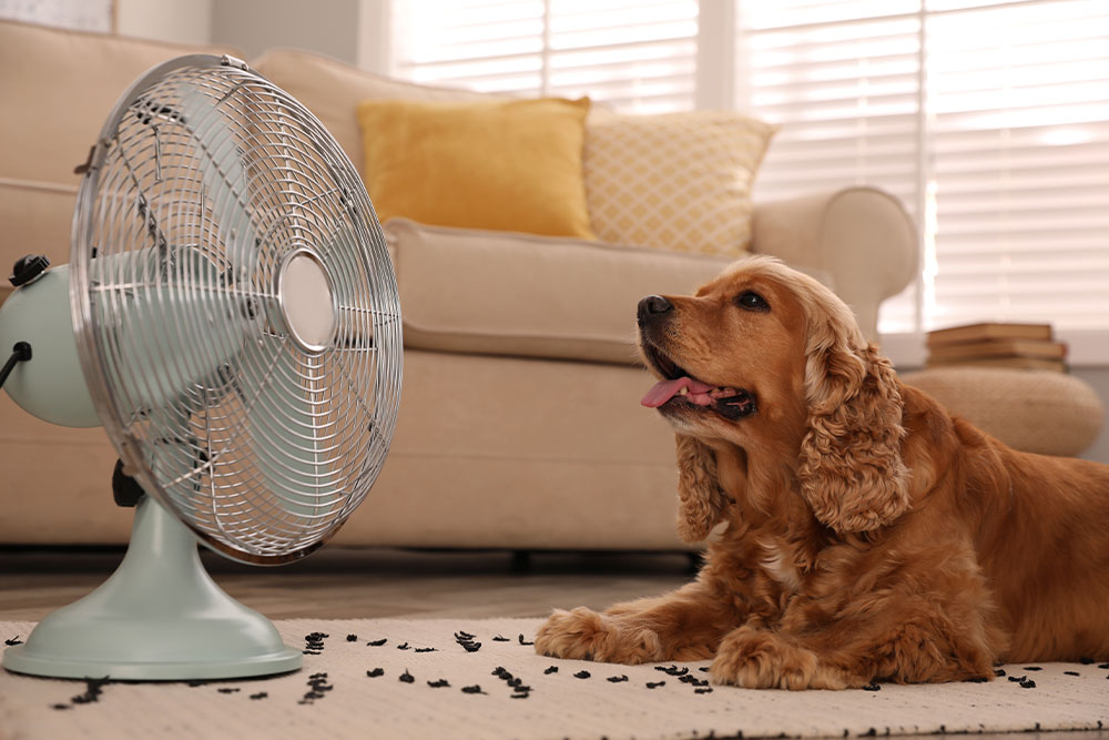 Dog cooling off in front of a fan during hot summer weather