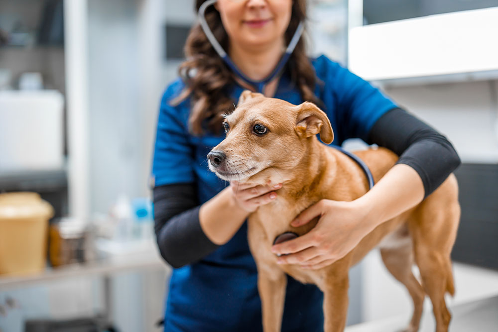 Veterinarian conducting a thorough physical exam on a dog at an animal clinic