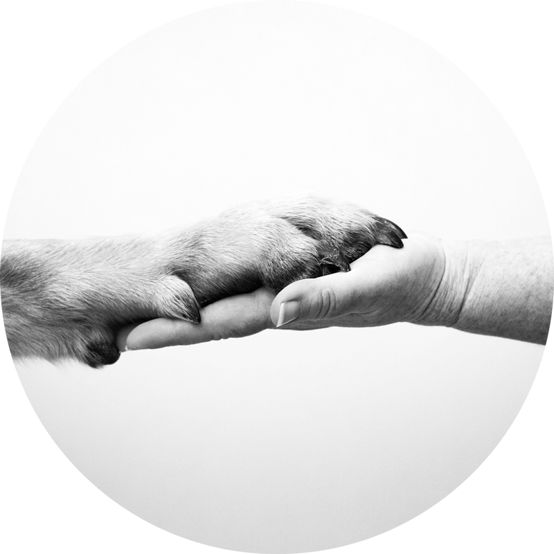 Compassionate euthanasia and pet hospice care services at Wales Animal Clinic
