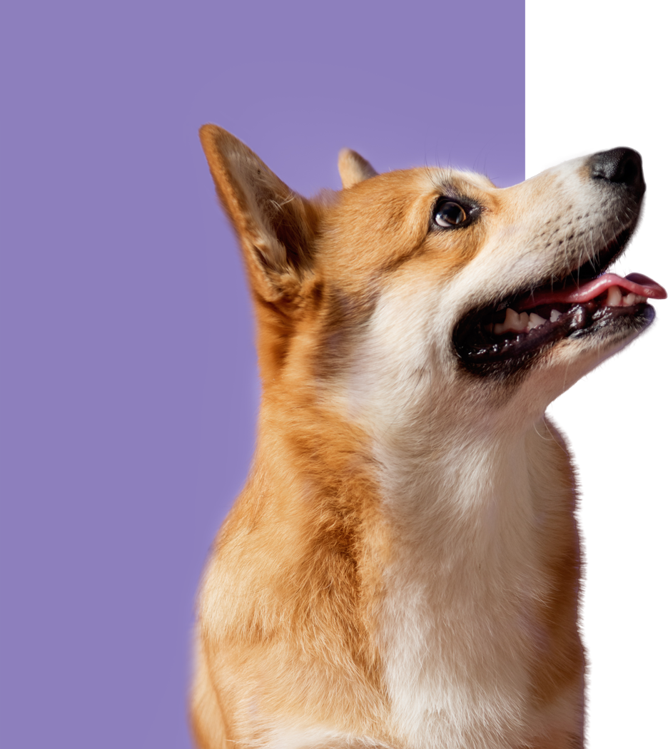 Mobile hero image for Wales Animal Clinic FAQs page with pet care information
