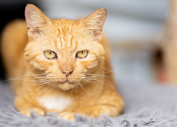 Wales Animal Clinic general veterinary care services homepage feature image
