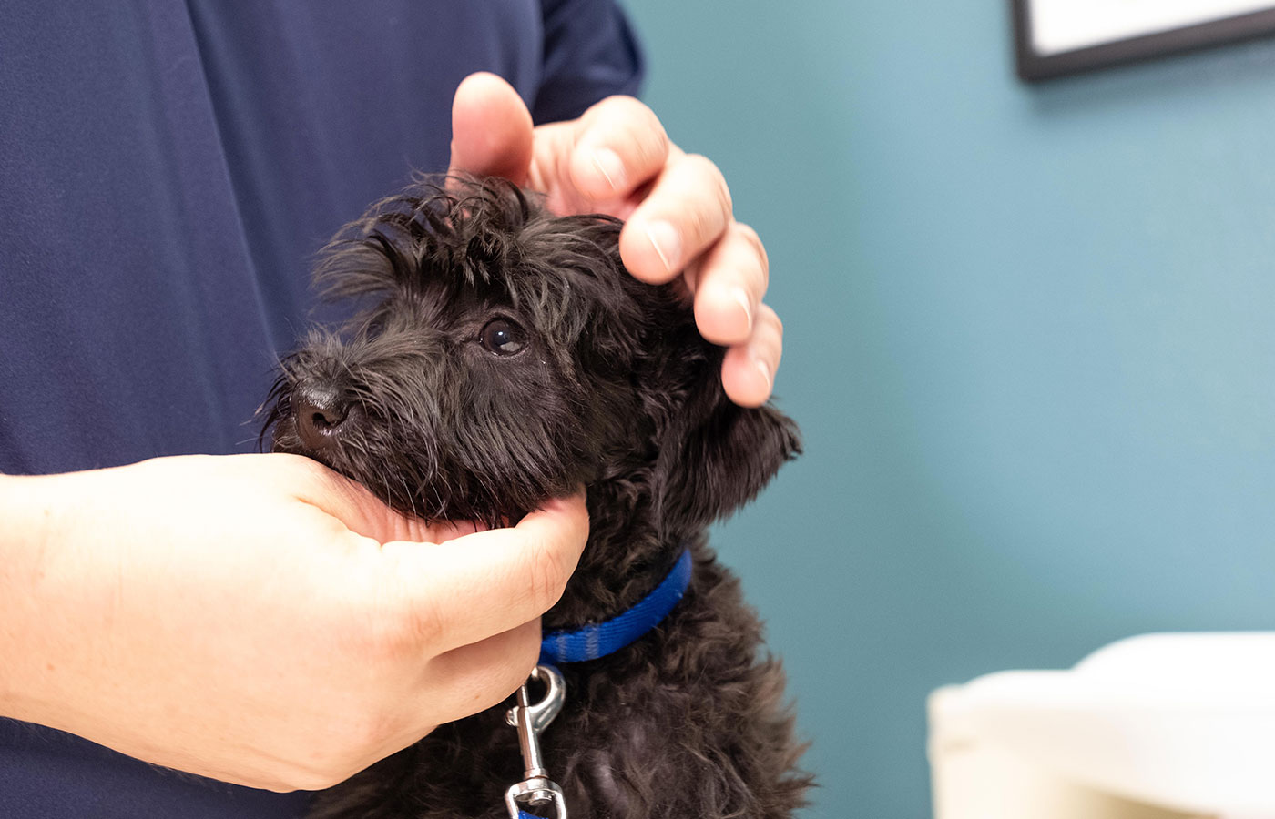Veterinarian scanning a pet microchip for permanent pet identification at Wales Animal Clinic
