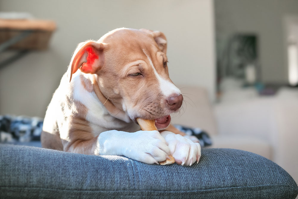 Puppy chewing a dog treat while relaxing on a couch at home