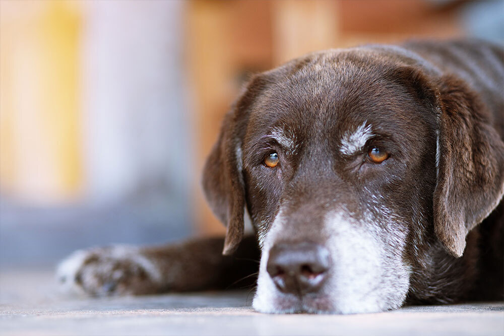 Senior dog resting comfortably, representing older pet wellness care in Wales, WI