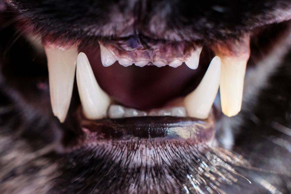 Close-up of a dog's front teeth showing dental health condition requiring veterinary care