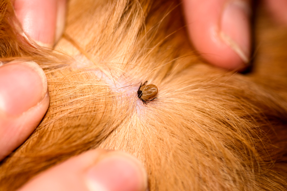 Dog with red, irritated skin from mite bites, parasite treatment at Wales Animal Clinic