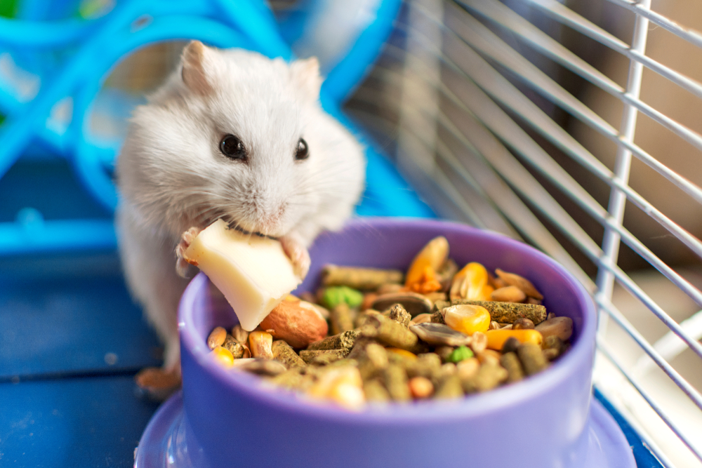 Hamster eating food inside its cage — small exotic pet care