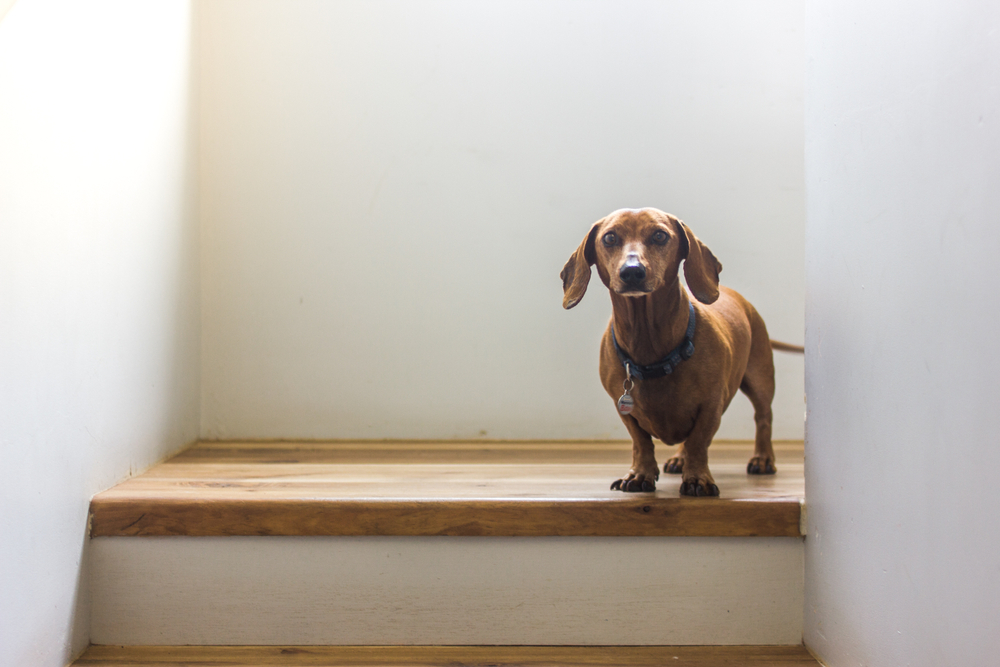 Dachshund dog sitting on stairs at home, small dog veterinary care Wales WI