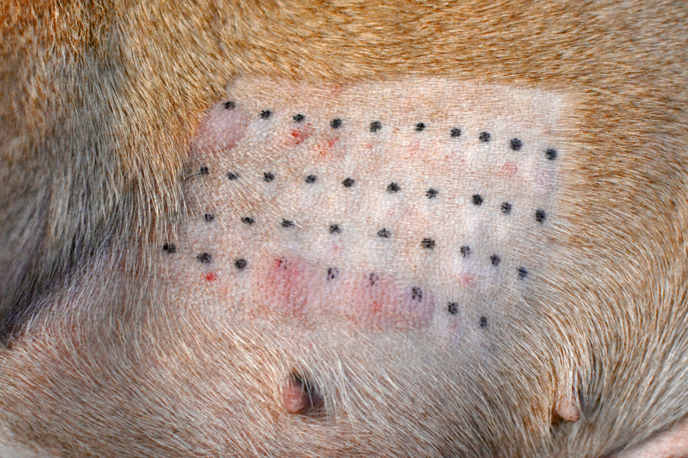 Intradermal skin allergy test results shown on a pet — veterinary allergy testing