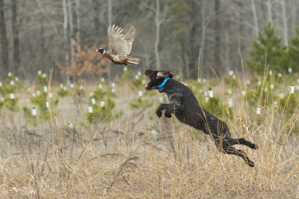 Hunting dog on point in a field, alert and focused during a hunt
