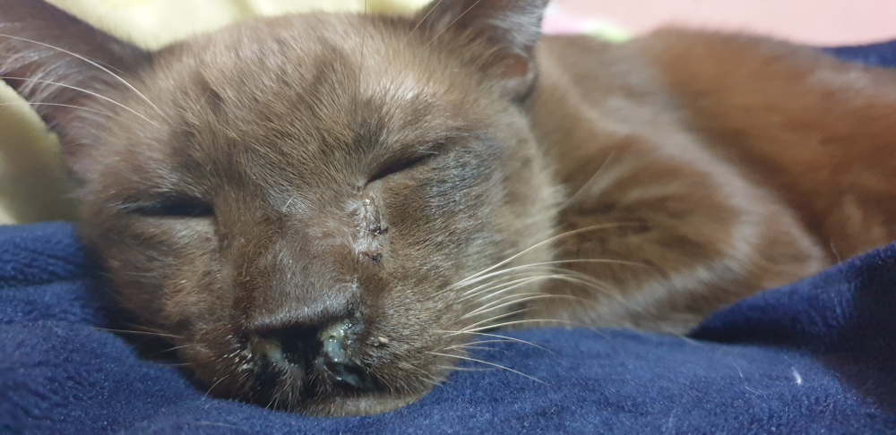 Senior brown cat with runny nose showing signs of illness — veterinary care for sick pets
