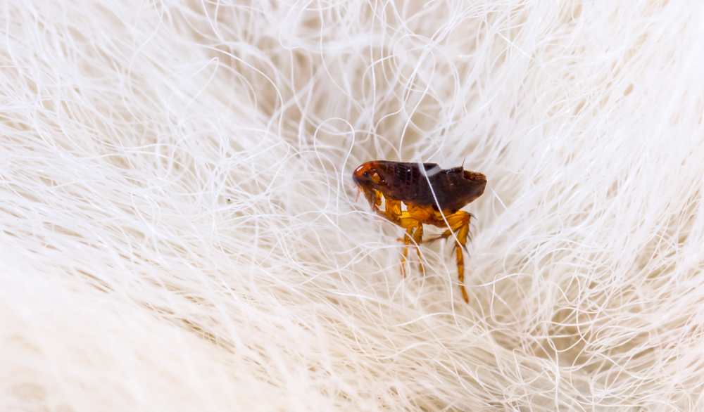 Close-up of a flea in animal fur, highlighting parasite prevention and flea treatment for pets