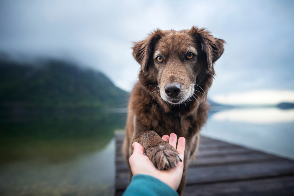 Dog offering paw to human hand — bonding and pet wellness care in Wales, WI