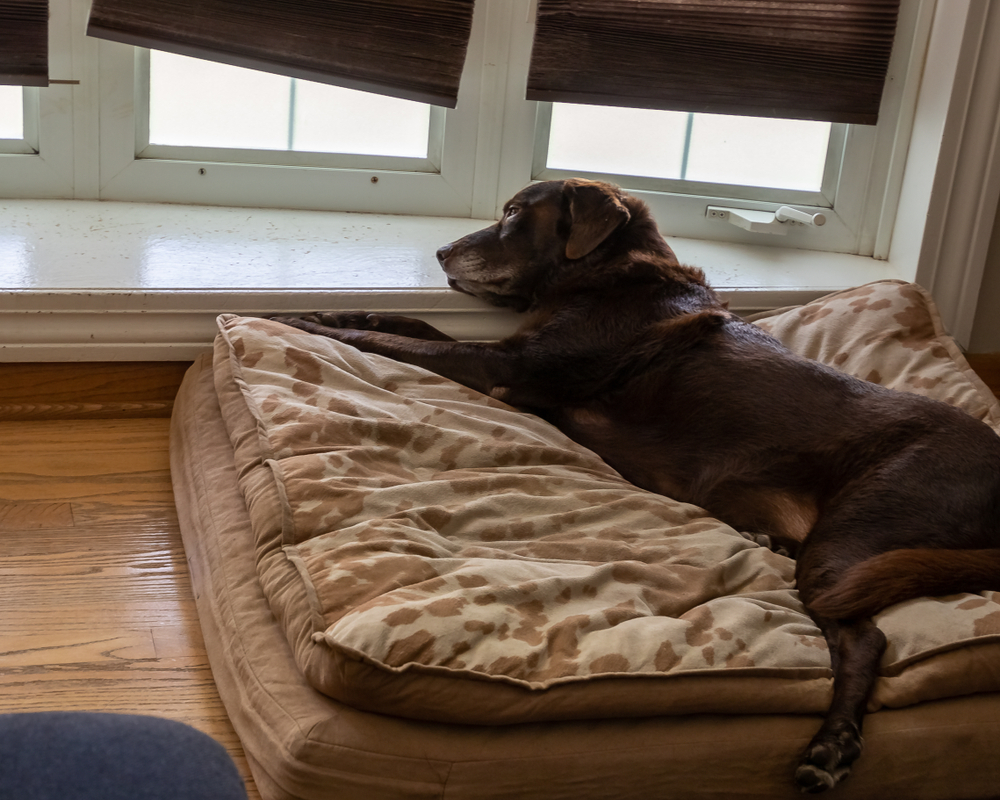 Overhead view of a senior chocolate Labrador relaxing — senior dog veterinary care