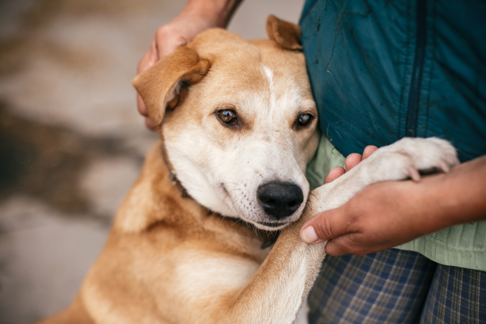 Hand gently caressing a dog with sweet eyes, compassionate pet care at Wales Animal Clinic