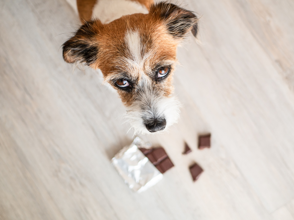 Small Terrier dog sitting near chocolate, highlighting pet toxin dangers