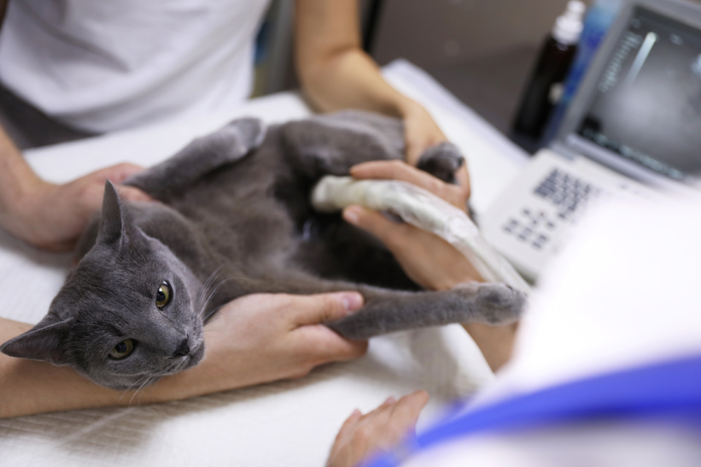 Grey cat receiving an ultrasound scan at a veterinary clinic — diagnostic imaging