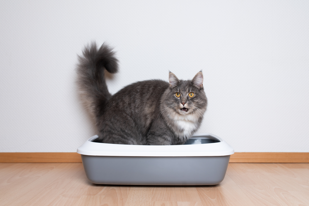 Side profile of a young blue tabby Maine Coon cat — feline veterinary care in Wales, WI