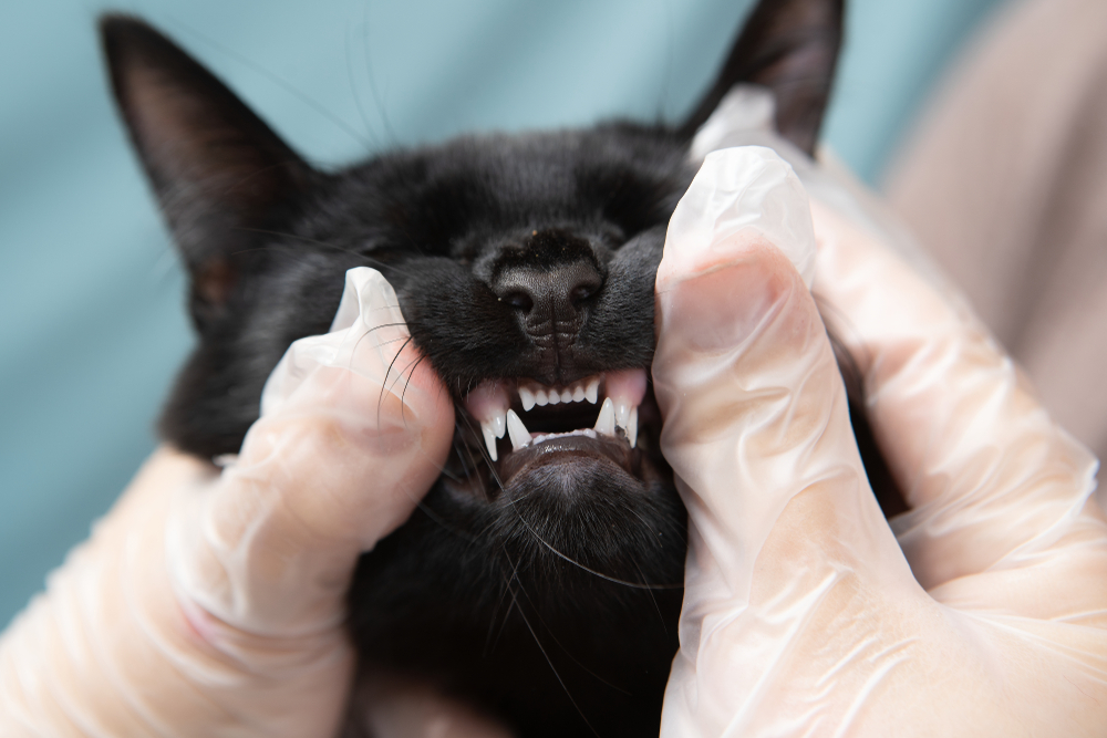Small kitten receiving a veterinary exam at Wales Animal Clinic