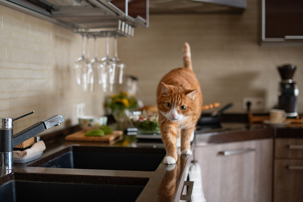 Confident cat walking across a kitchen table — feline behavior and pet care