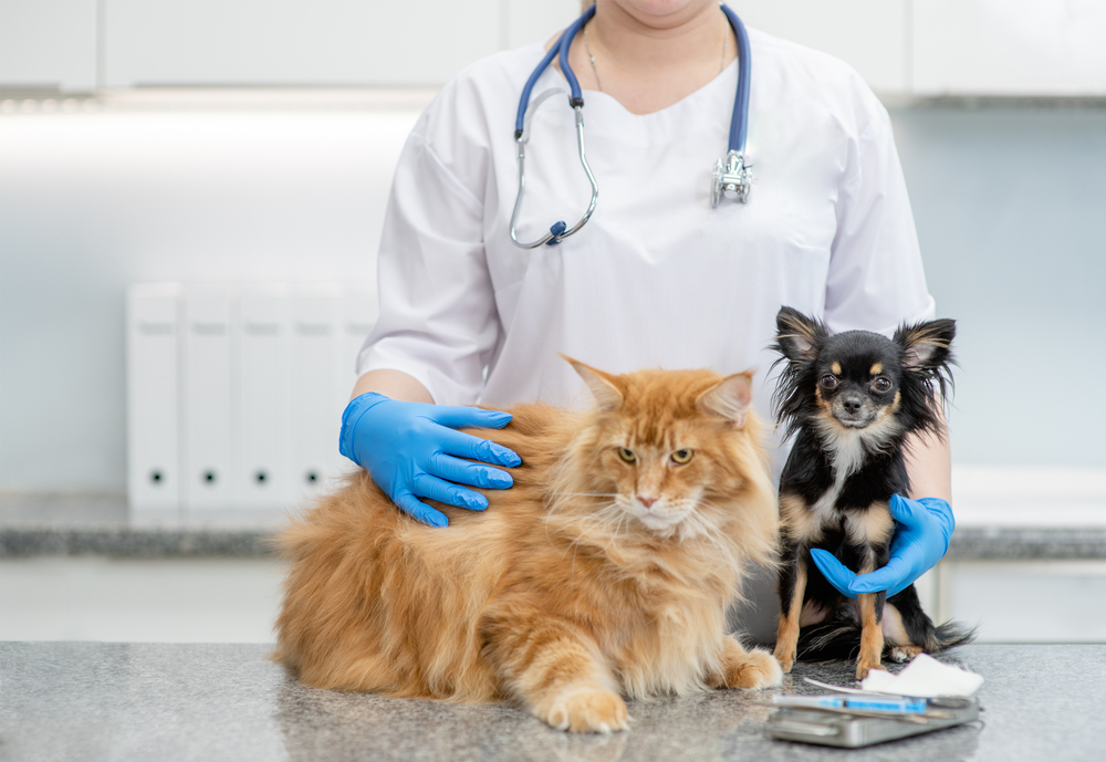 Veterinarian hugging a cat and dog together at a veterinary clinic